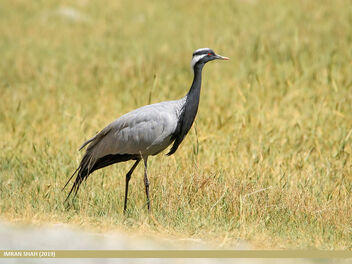 Demoiselle Crane (Grus virgo) - Kostenloses image #480653
